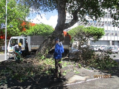 tree-cutting 1
